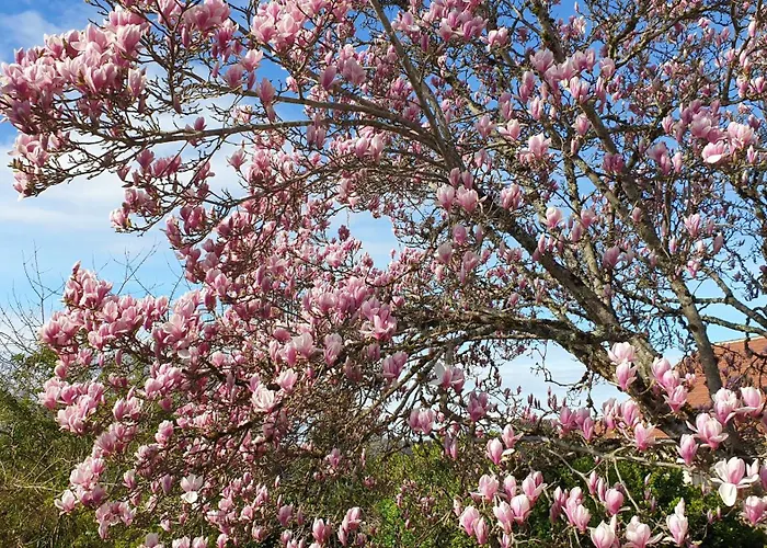 La Maison Barent - Proche Des Grottes De Penzion Rouffignac Saint-Cernin